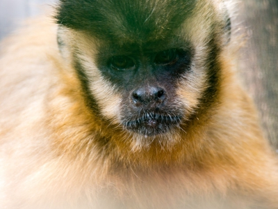 Siti